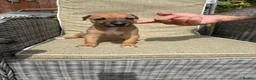 Lurcher dogs for sale: Fabulous lurcher pups  - Advert 24