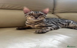 Bengal cats for sale: Bengal cat boy  - Image 2