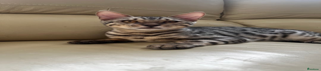 Bengal Kitten 1