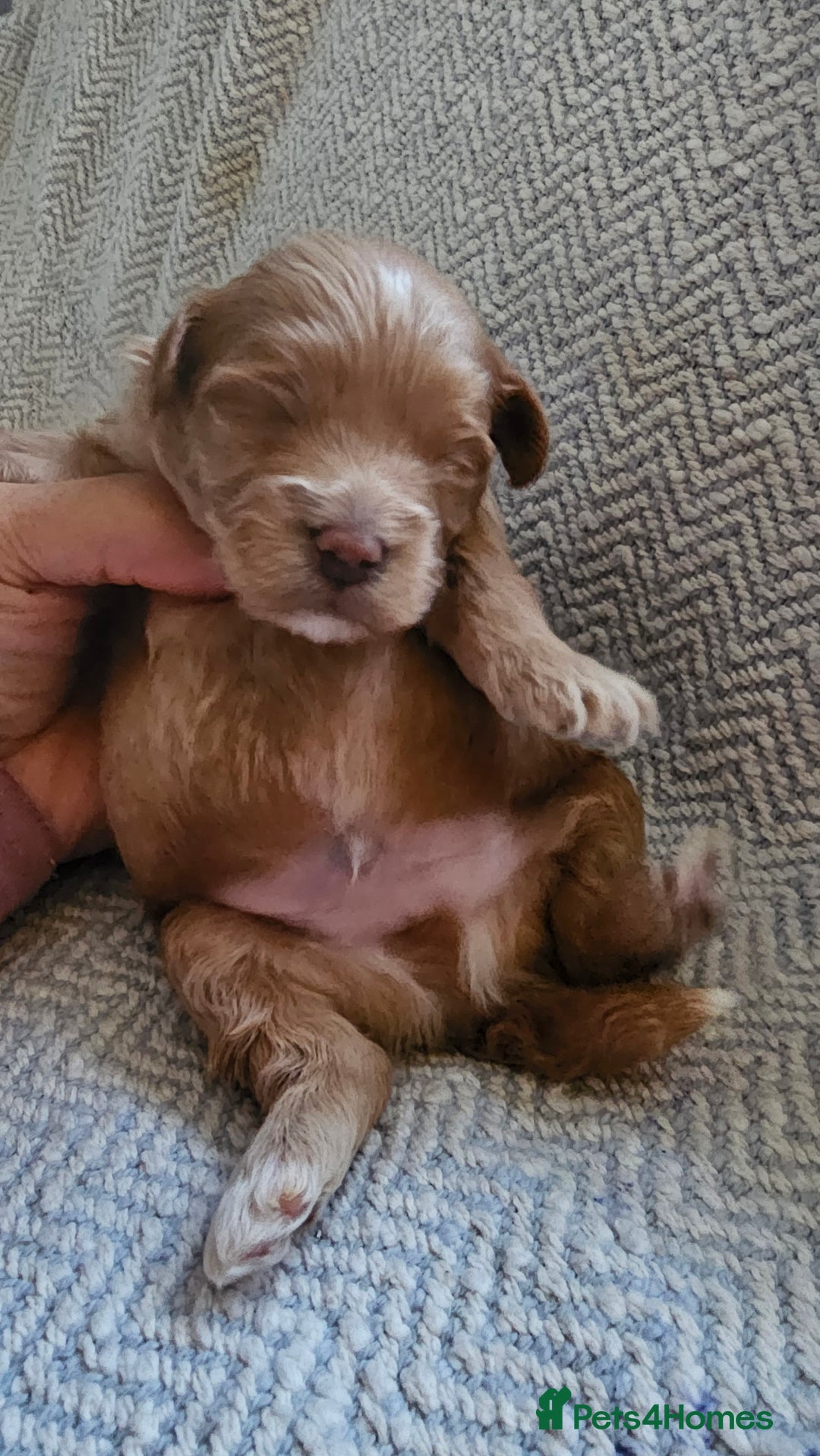 Maltipoo dogs for sale: Beautiful puppies  - Advert 4