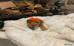 Cockapoo dogs for sale: Gorgeous litter of  F1 Cockapoo’s - Image 1