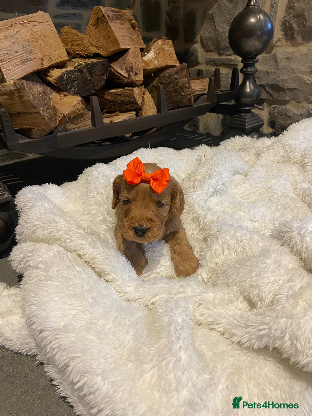 Cockapoo dogs for sale: Gorgeous litter of  F1 Cockapoo’s - Image 1