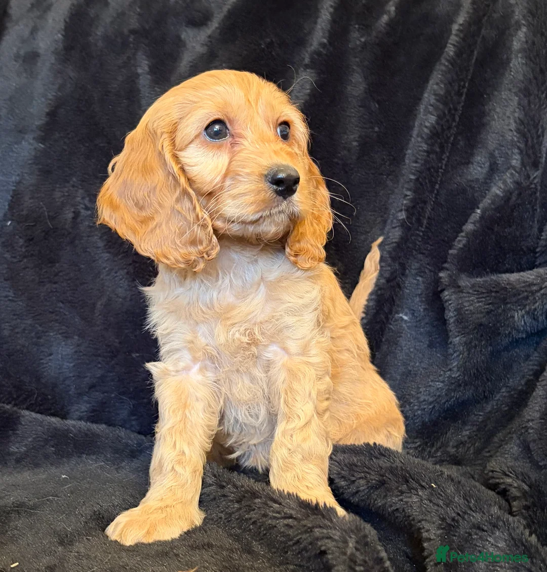 Cavapoo dogs for sale: Beautiful F1 Cavapoo Puppies  - Advert 15