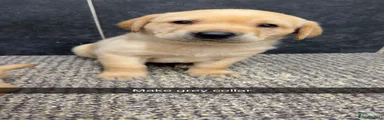 Labrador Retriever 3
