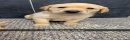 Labrador Retriever dogs for sale: Beautiful chunky Labrador pups  in Doncaster - Advert 6