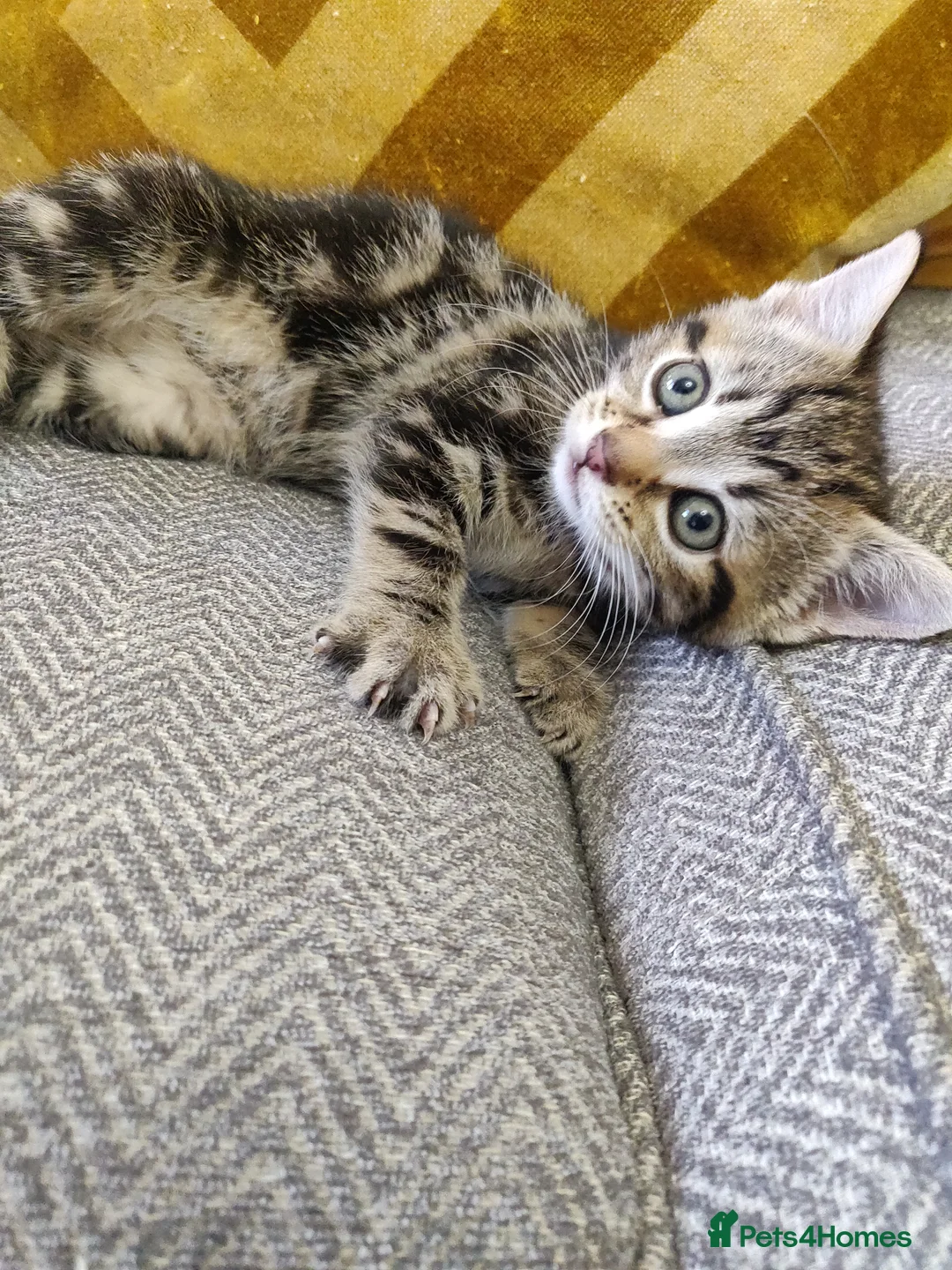 Mixed Breed cats for sale: 3 beautiful kittens  in Liverpool - Advert 19