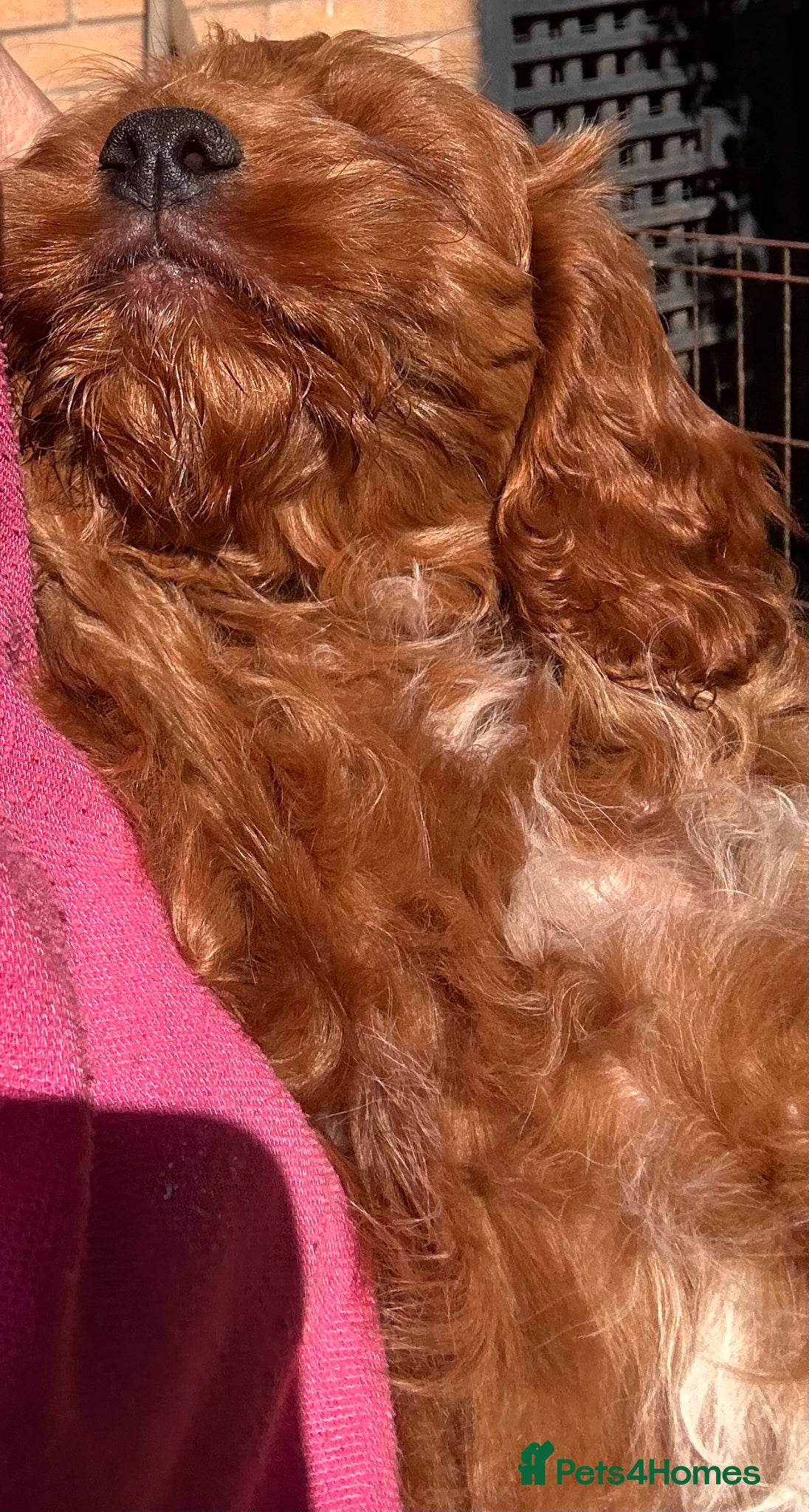 Cockapoo dogs for sale: READY NOW! RED F1 HEALTH-CHECKED TOY COCKAPOOS - Advert 14