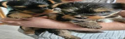Yorkshire Terrier dogs for sale: Beautiful Mini Yorkshire Terrier Puppies  - Advert 6