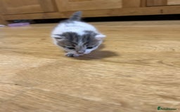 Mixed Breed cats for sale: Beautiful kittens 3 girls 1 boy  - Image 14