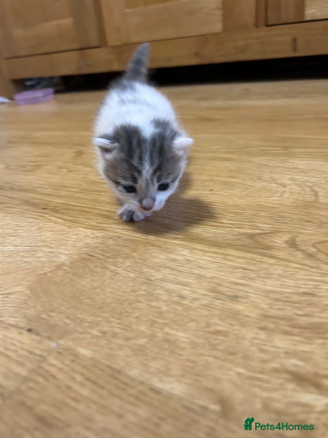 Mixed Breed cats for sale: Beautiful kittens 3 girls 1 boy  - Image 14