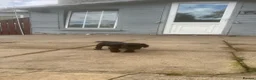 Sprocker dogs for sale: Sprocker pups for sale - Advert 20