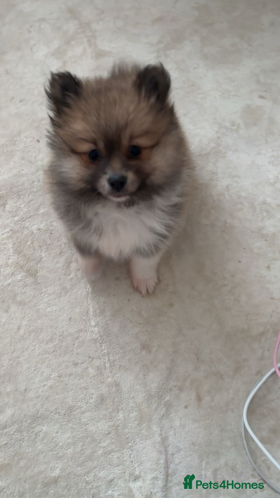 Pomeranian dogs for sale: Beautiful female Pomeranian puppy for sale 1200 - Advert 3