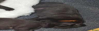 Labrador Retriever 3