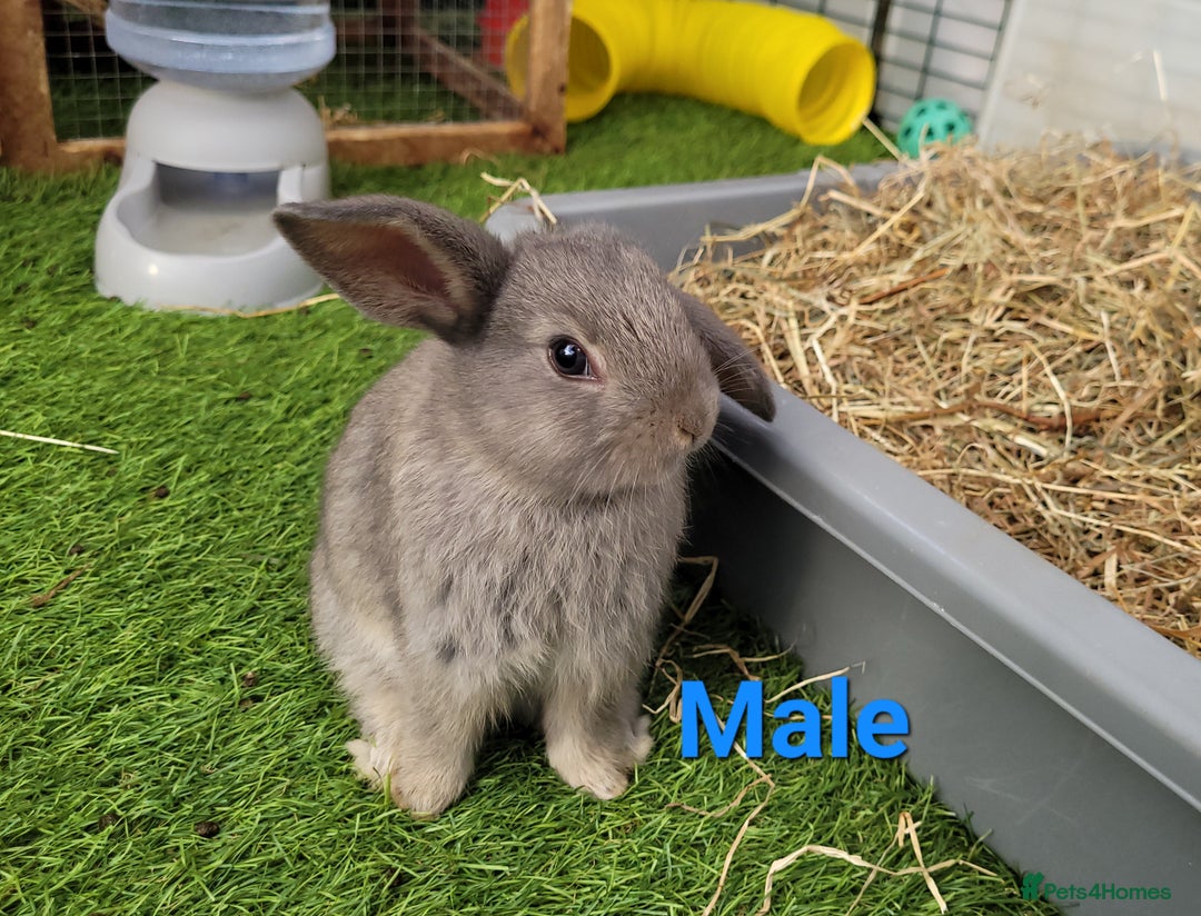 Mini Lop rabbits for sale: Beautiful Mini Lops - READY TO LEAVE - Image 17