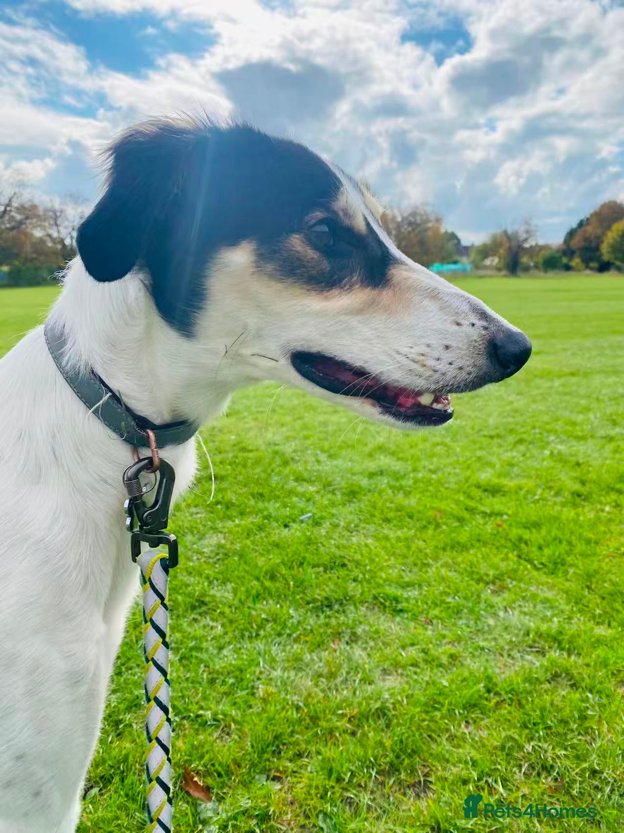 Mixed Breed dogs Gentle Saluki Cross Seeking Loving Home - Advert 1