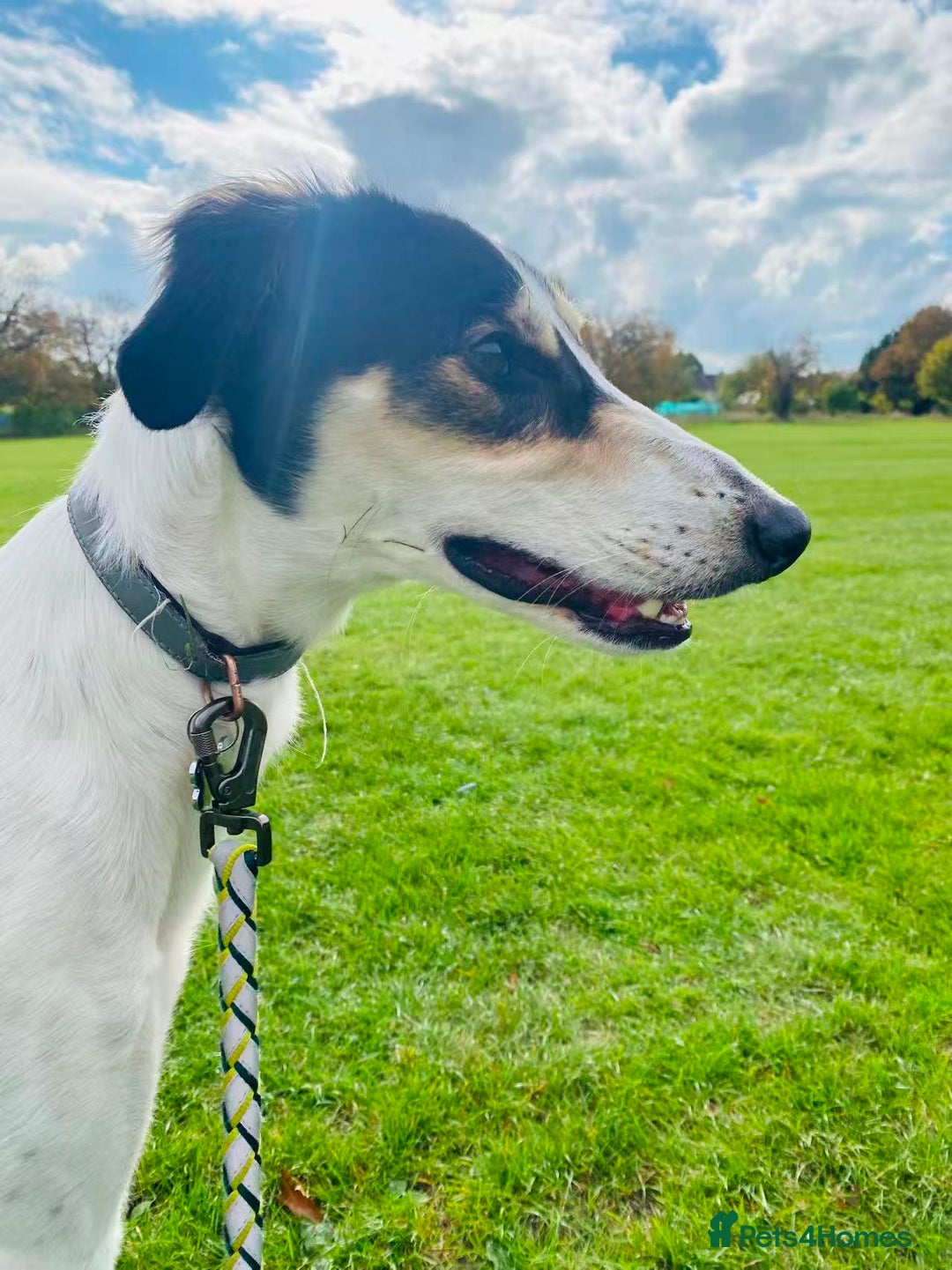 Mixed Breed dogs for sale: Gentle Saluki Cross Seeking Loving Home - Advert 1