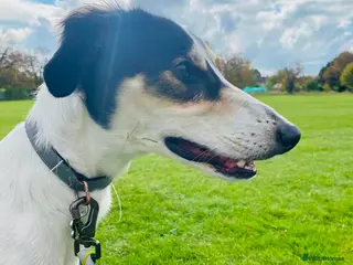 Mixed Breed dogs Gentle Saluki Cross Seeking Loving Home - Advert 11