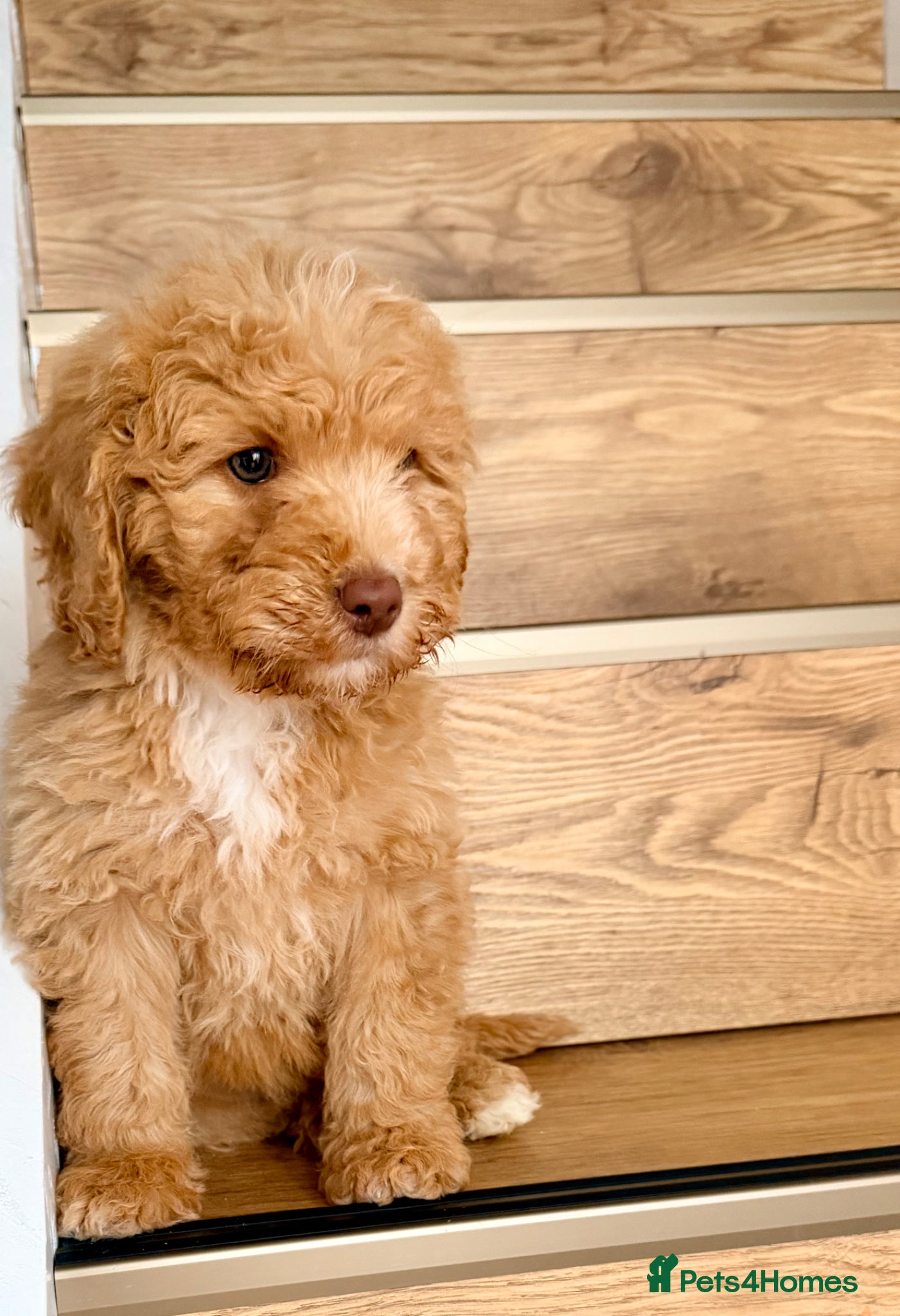 Cockapoo dogs Beautiful Female Cockapoo Puppy - Advert 6