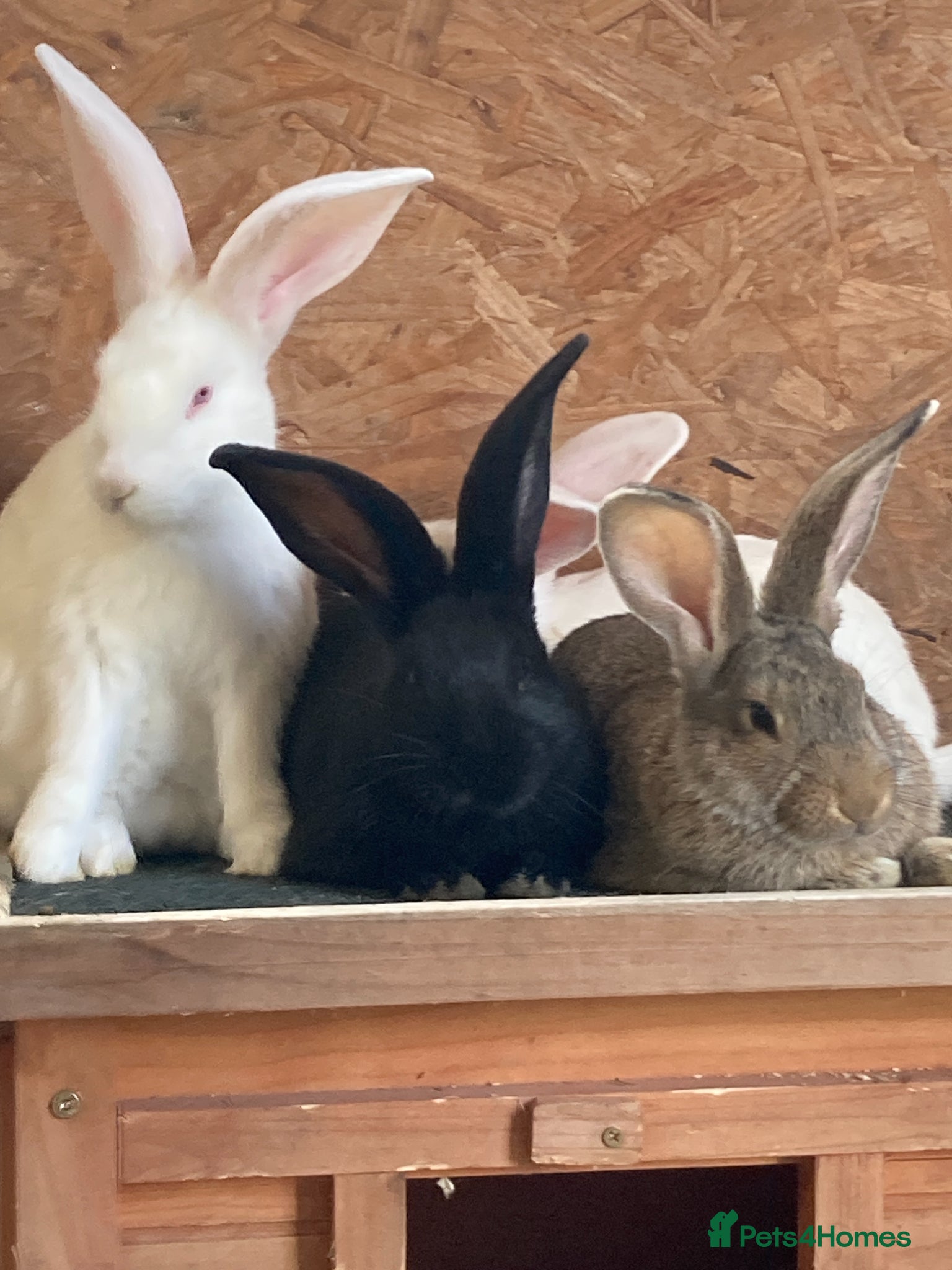 New Zealand rabbits New Zealand and Continental bunnies - Advert 3