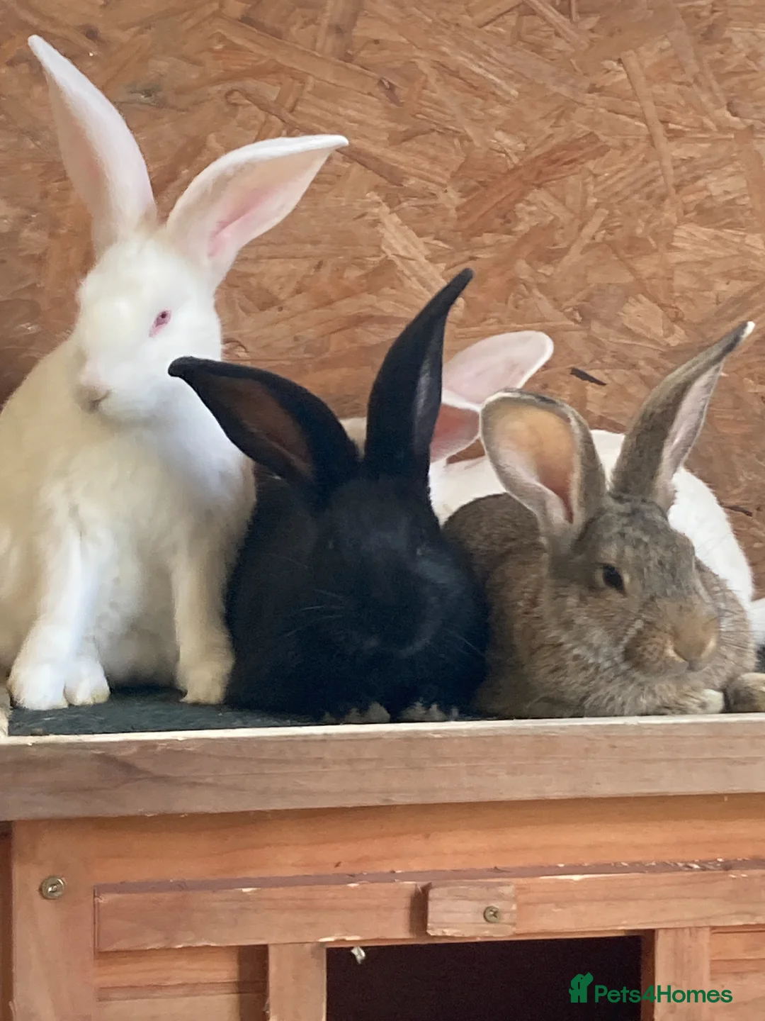 New Zealand rabbits for sale: New Zealand and Continental bunnies - Advert 1