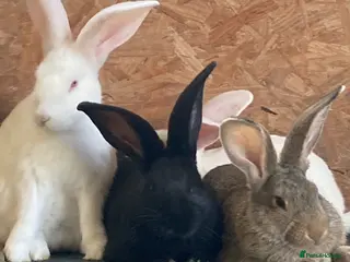 New Zealand rabbits New Zealand and Continental bunnies - Advert 10