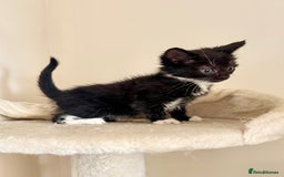 Domestic Shorthair cats for sale: Gorgeous Fluffy Kittens, ready now! - Image 12