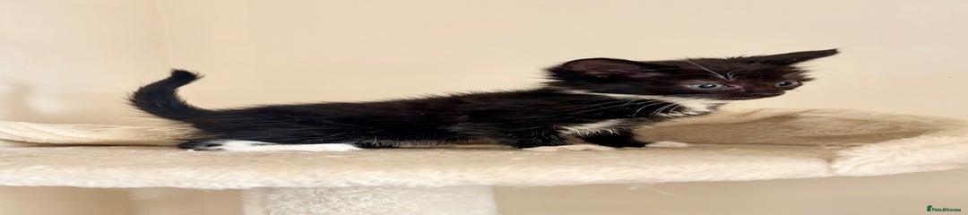 Domestic Shorthair Kitten 3