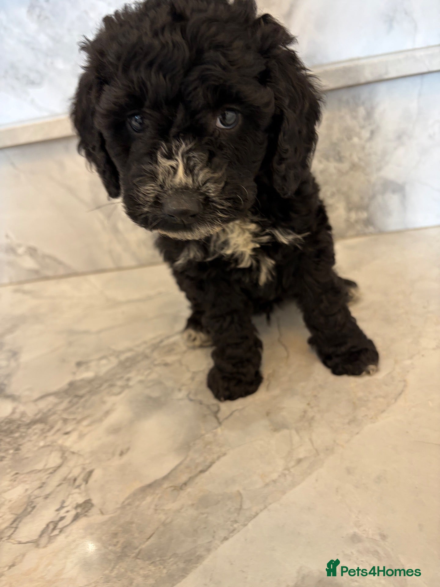 Cockapoo dogs 🐾STUNNING F1 COCKERPOOS 🐾 - Advert 1