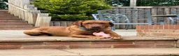 Labrador Retriever dogs for sale: KC Stunning Dark Fox Red Labrador Puppies - Advert 6