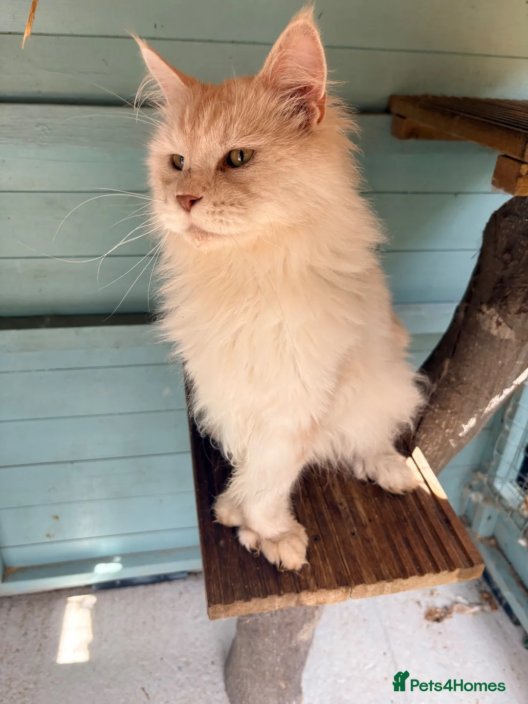 Maine Coon cats for stud: Polydactyl mainecoon stud services - Advert 7