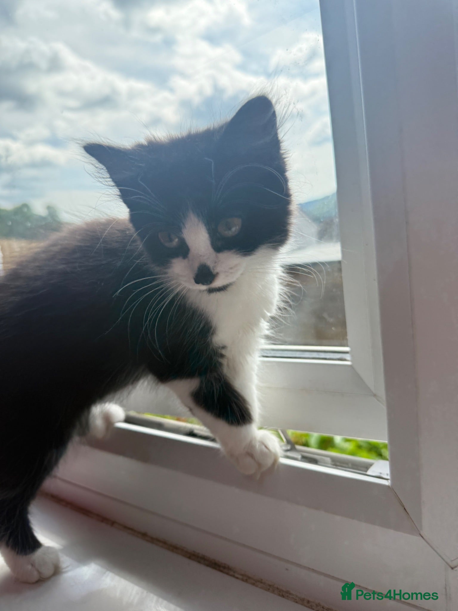 Mixed Breed cats Fluffy female kitten - Advert 1
