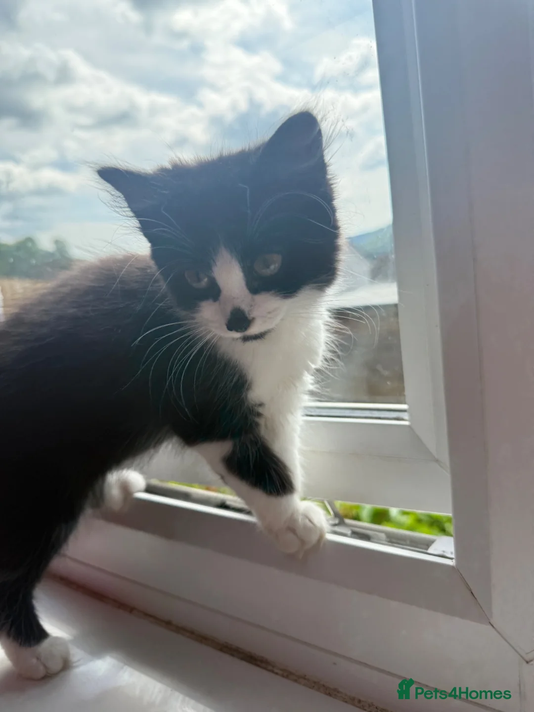 Mixed Breed cats for sale: Fluffy female kitten - Advert 1