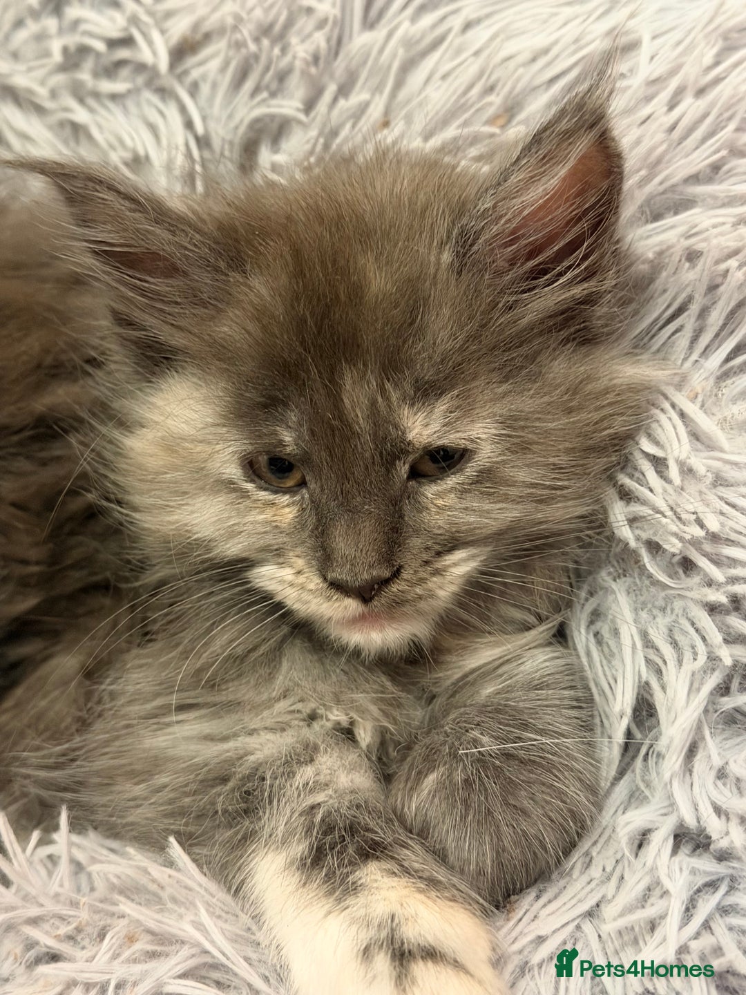 Maine Coon cats for sale: TICA REGISTERED MAINE COON KITTENS - Advert 27