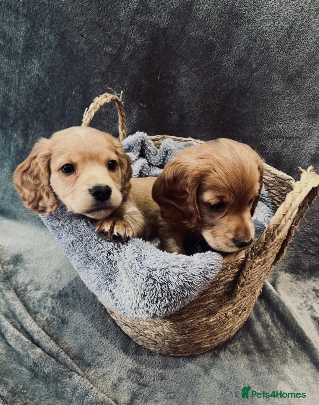 Cocker Spaniel dogs Working cocker spaniel puppy’s 🏡  - Advert 4