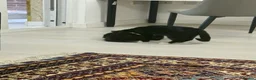 Domestic Shorthair cats for sale: Tuxedo Cat and Kitten – Together Only - Advert 7