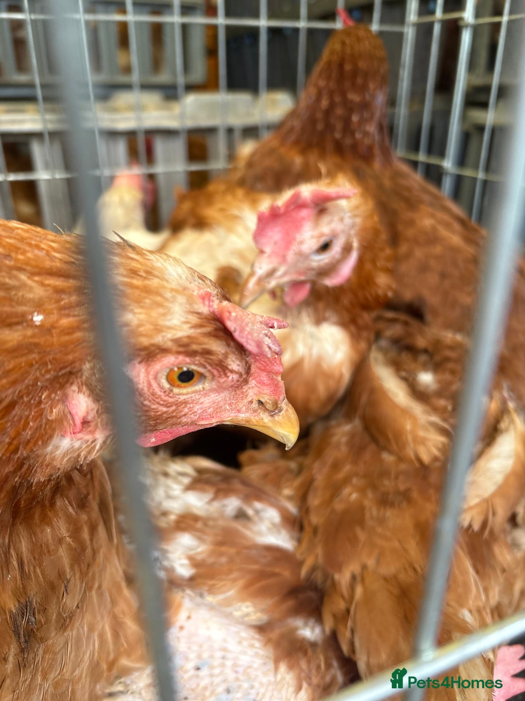 Chickens poultry for sale: Rescue hens looking for new hone in Chichester - Image 6