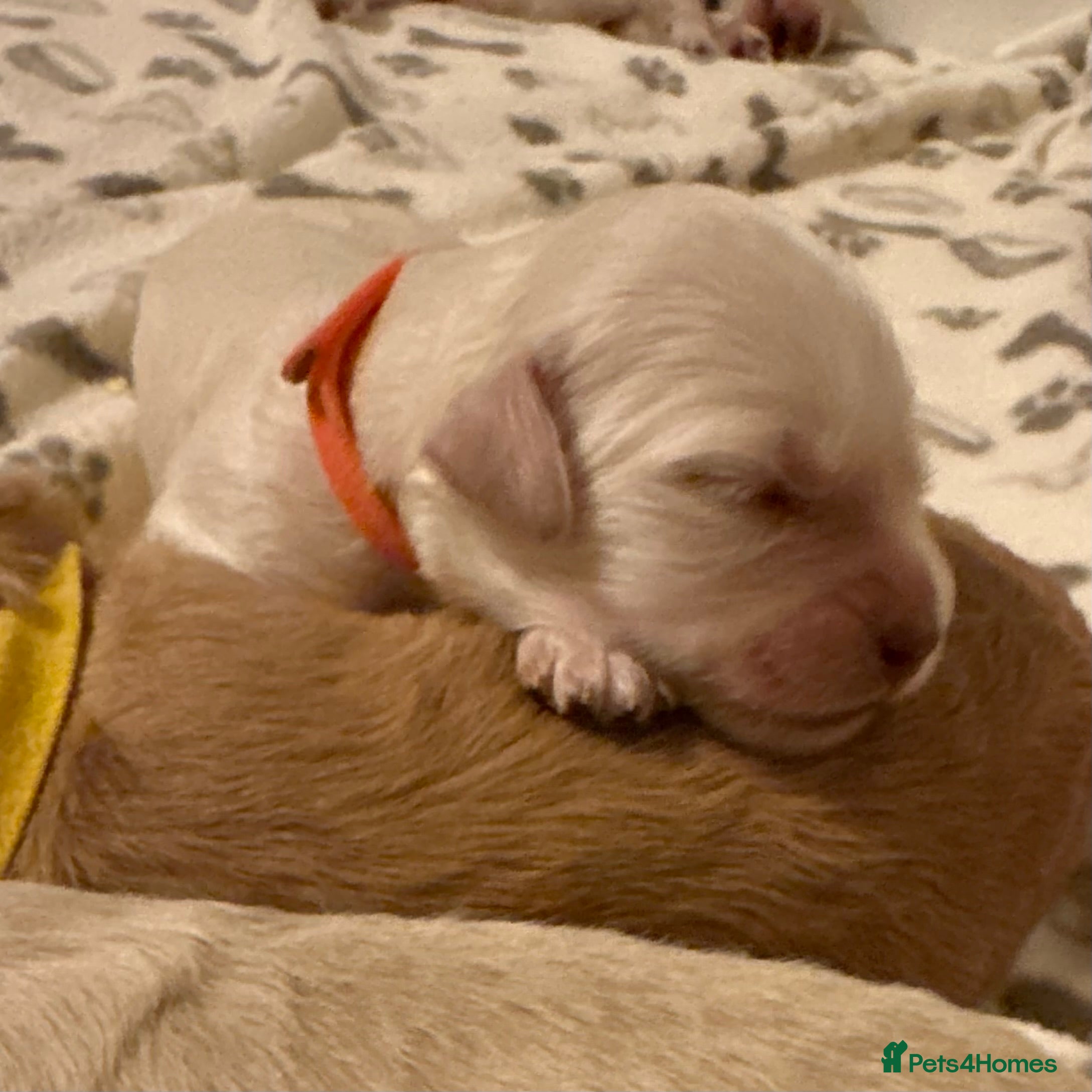 Double Doodle dogs Stunning Standard F3 Labradoodles  - Advert 2