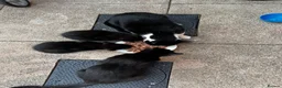 Mixed Breed cats for sale: Two Lovely Black Boy Kittens – 10 Weeks Old 🐈‍⬛ in Leeds - Advert 6