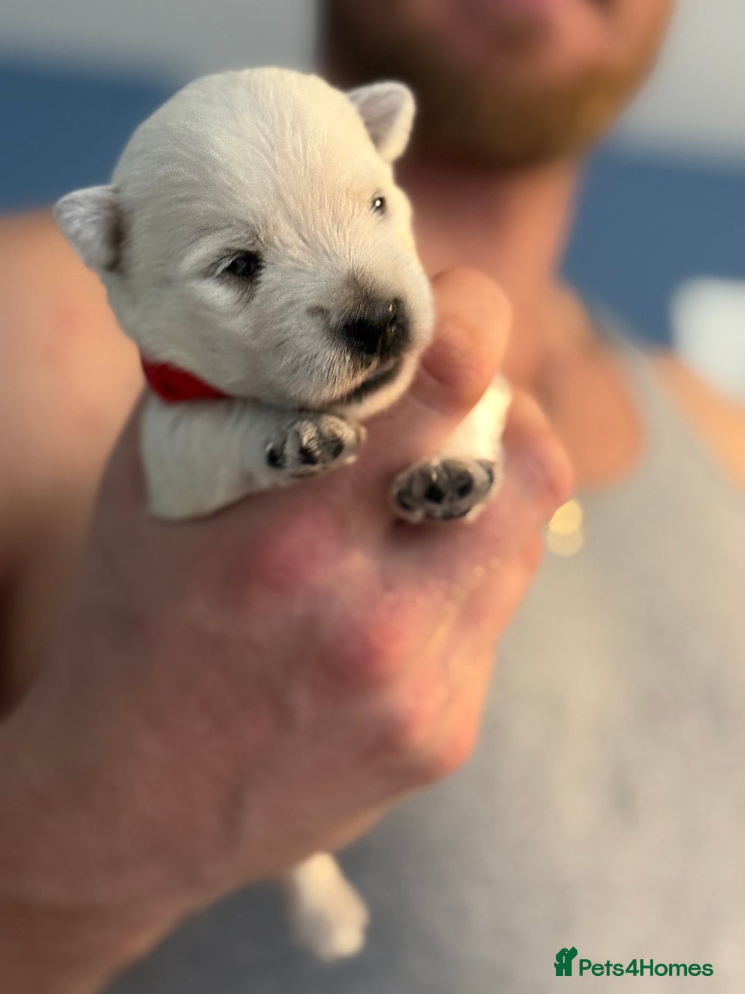 West Highland Terrier dogs for sale: West Highland Terrier Puppies for Loving Homes - Image 11