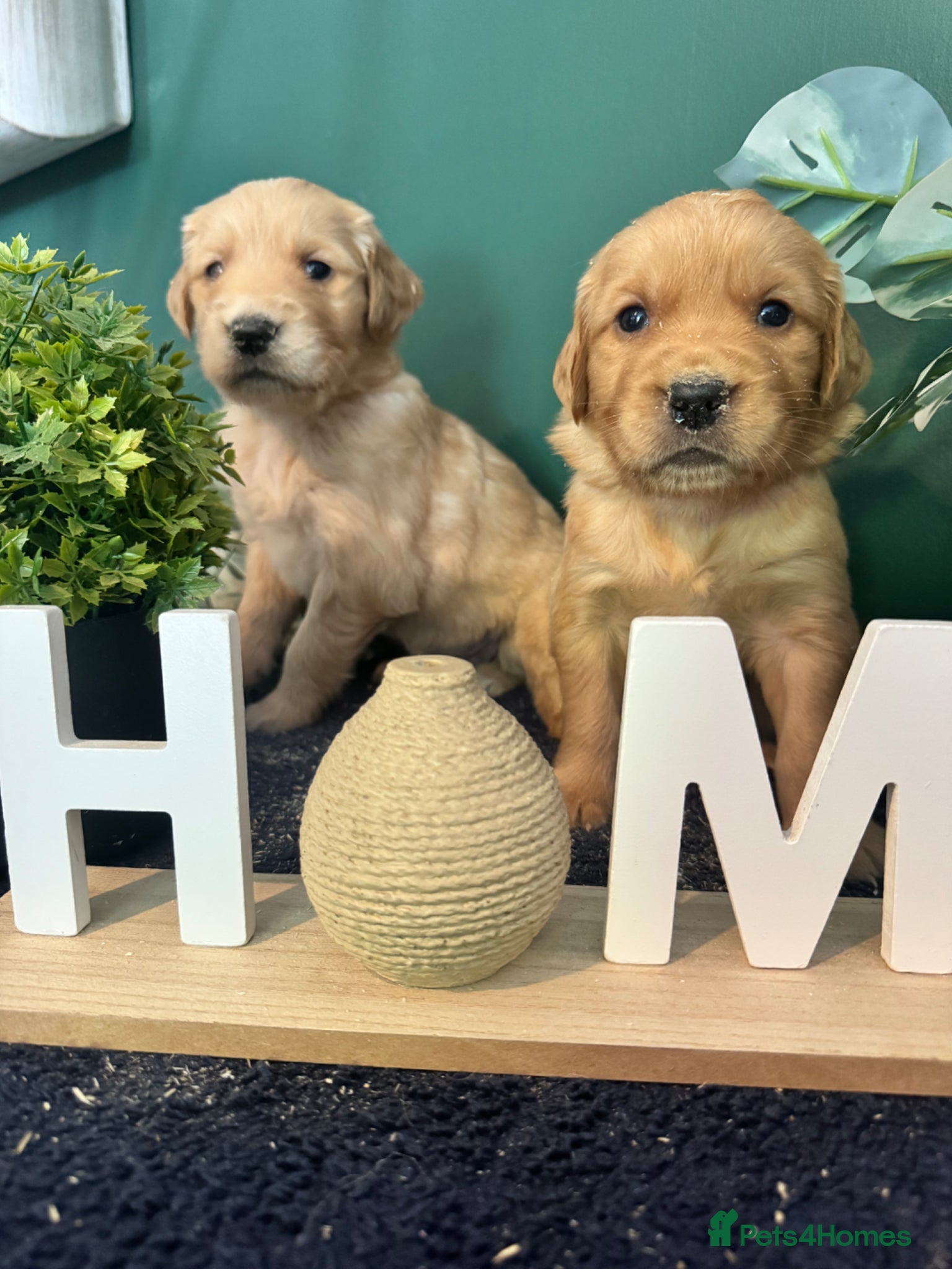 Golden Retriever dogs 8 exceptional Golden Retriever  - Advert 1