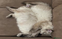 Siberian cats for sale: GCCF Registered Siberian Neva Masquerade Kittens - Image 13