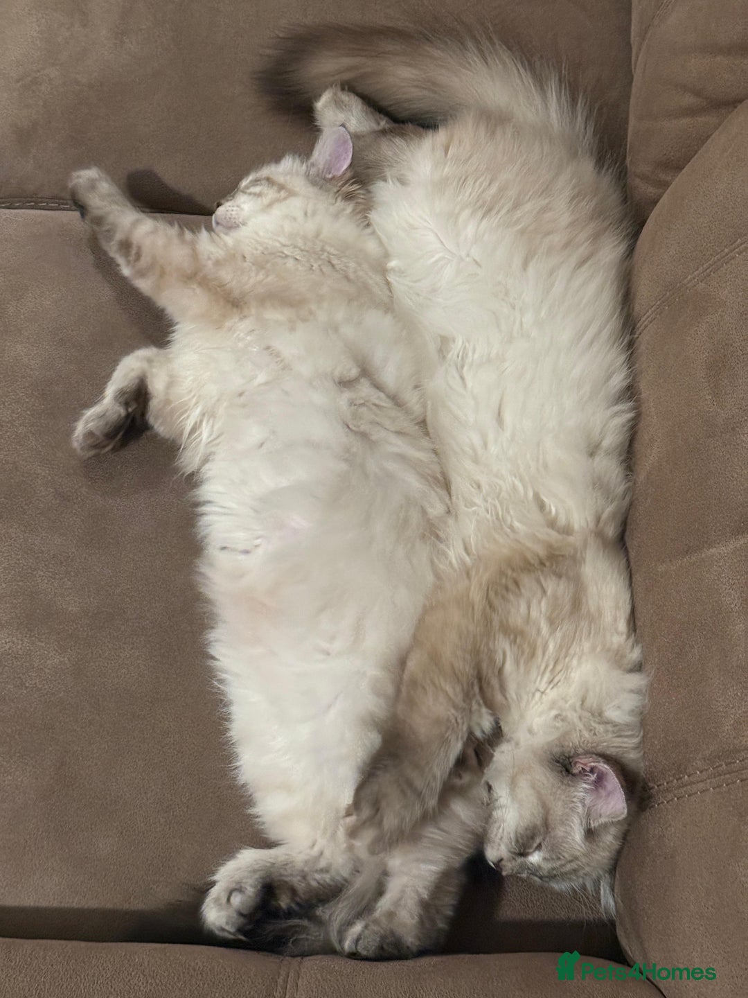Siberian cats for sale: GCCF Registered Siberian Neva Masquerade Kittens - Image 13