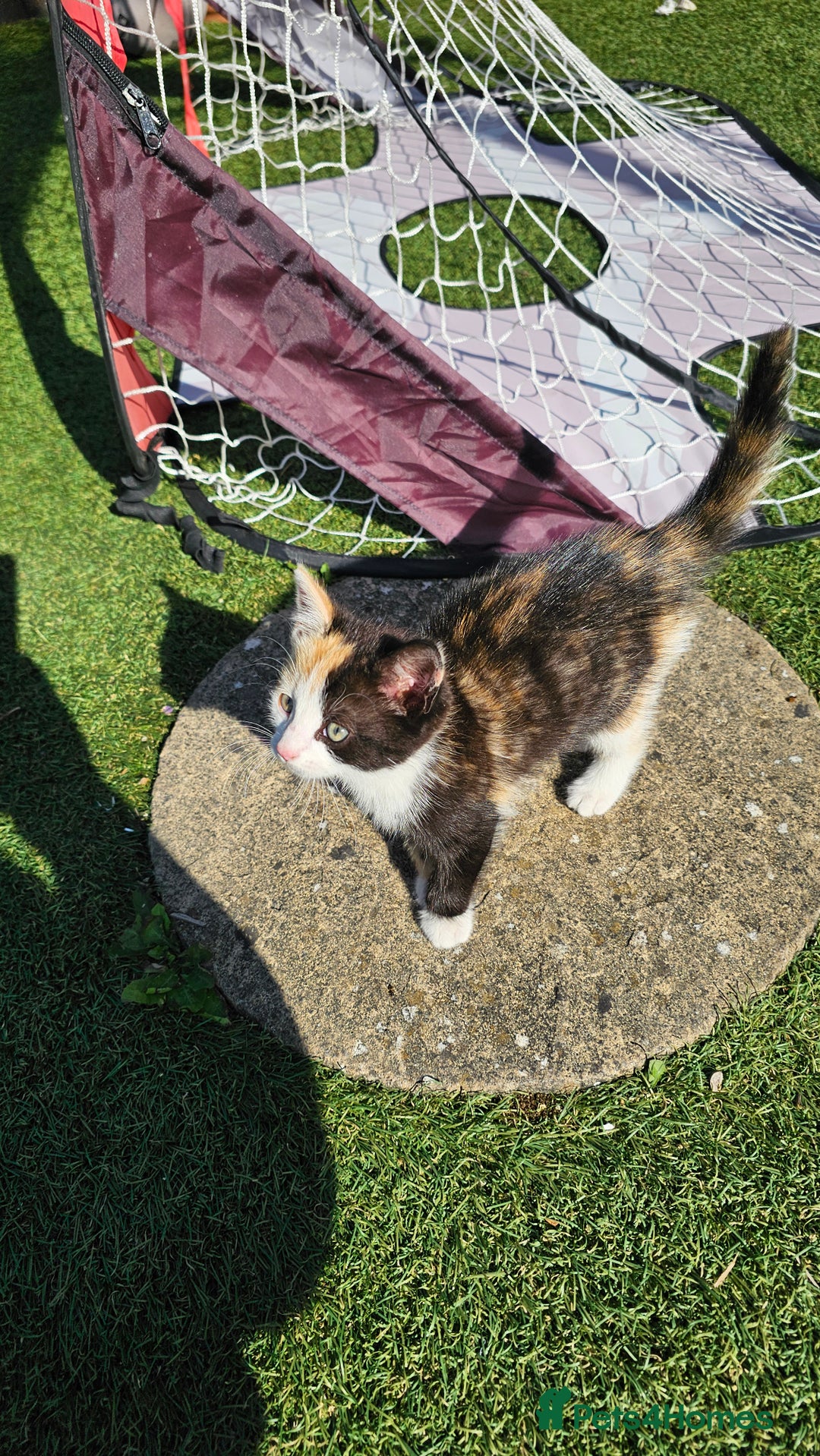 Mixed Breed cats for sale: Kittens  - Image 3