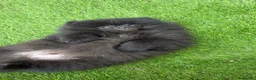Pomeranian dogs for sale: 2 stunning male Pomeranian ready for new homes now - Advert 24