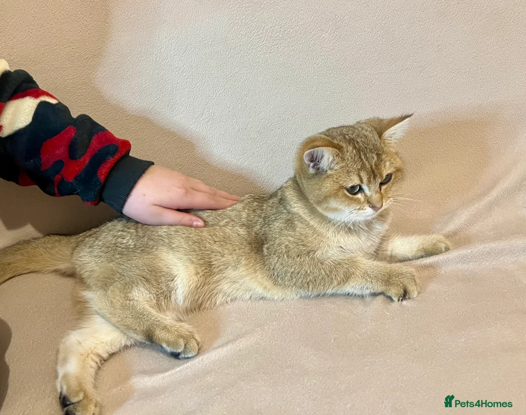 British Shorthair cats for sale: 🐾 Purebred BSH Golden kitten 🐾  - Advert 25