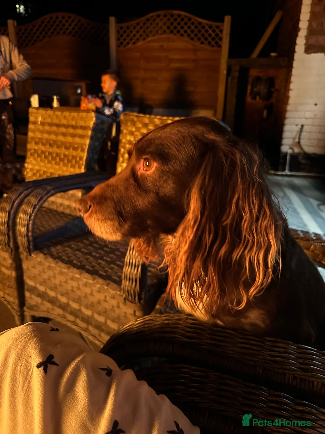 Cocker Spaniel dogs for sale: Coco cocker spanu - Advert 1
