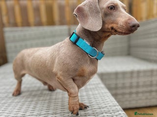 Miniature Dachshund dogs in Sunderland - Advert 15