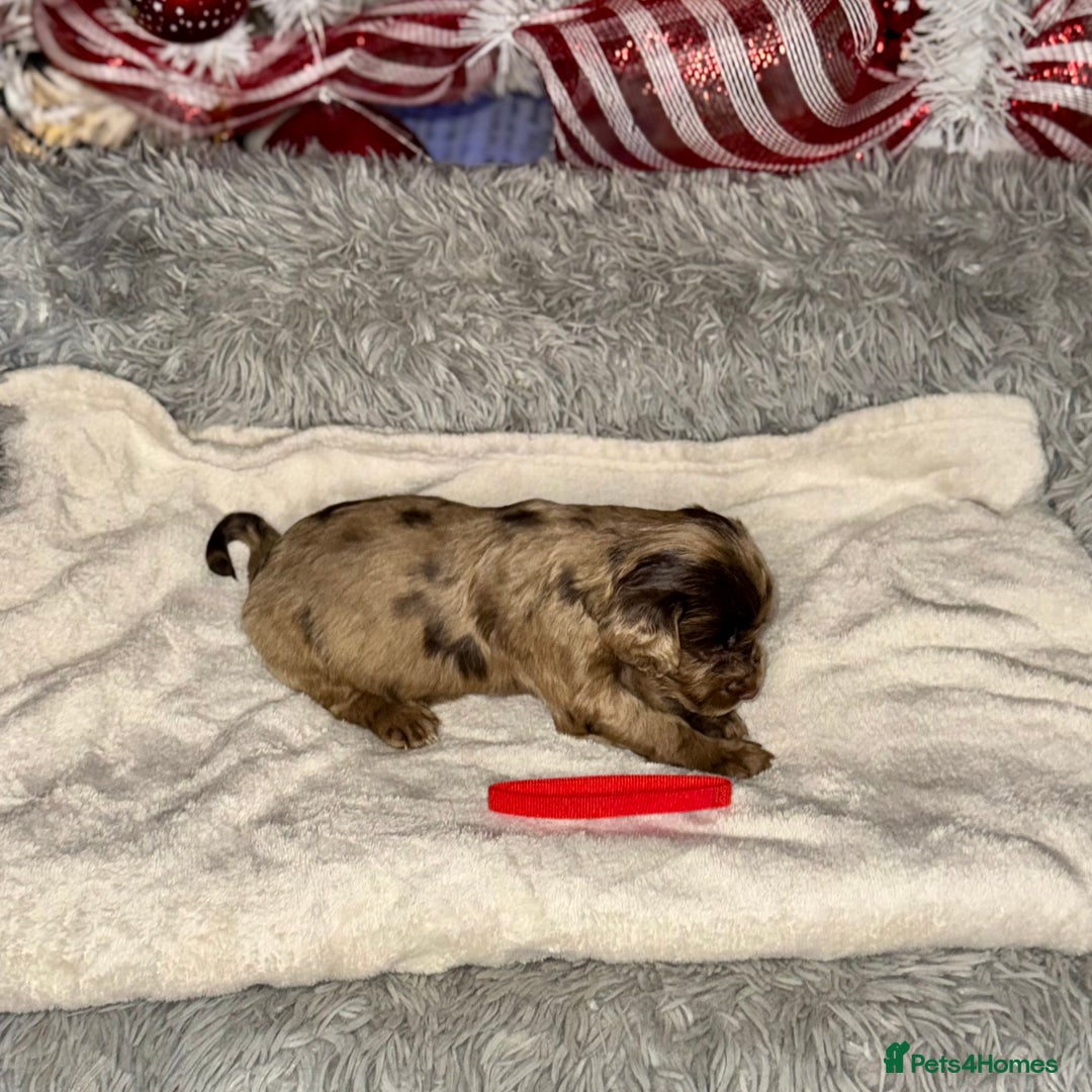 Cocker Spaniel dogs for sale: 🐶THE 8 MISFITS of SHEER BEAUTY🐶 - Advert 12