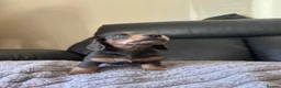 Dachshund dogs for sale: 3 kc Miniature daschunds Puppys  - Advert 13