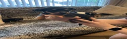Jack Chi dogs for sale: 4 Gorgeous puppies for new loving homes - Advert 8